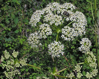 Use Osha Root to Get Rid of Your Next Cold